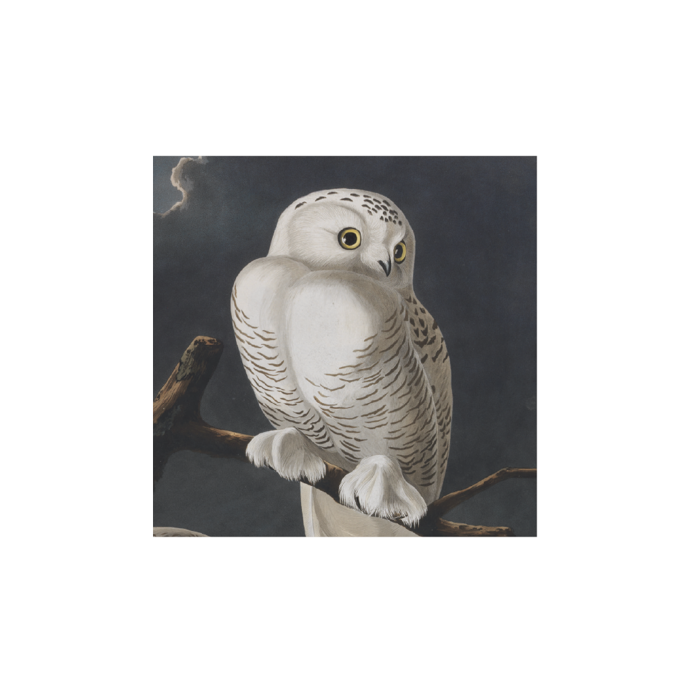 Snowy Owl - Christmas card pack