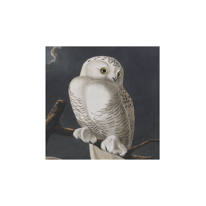 Snowy Owl - Christmas card pack