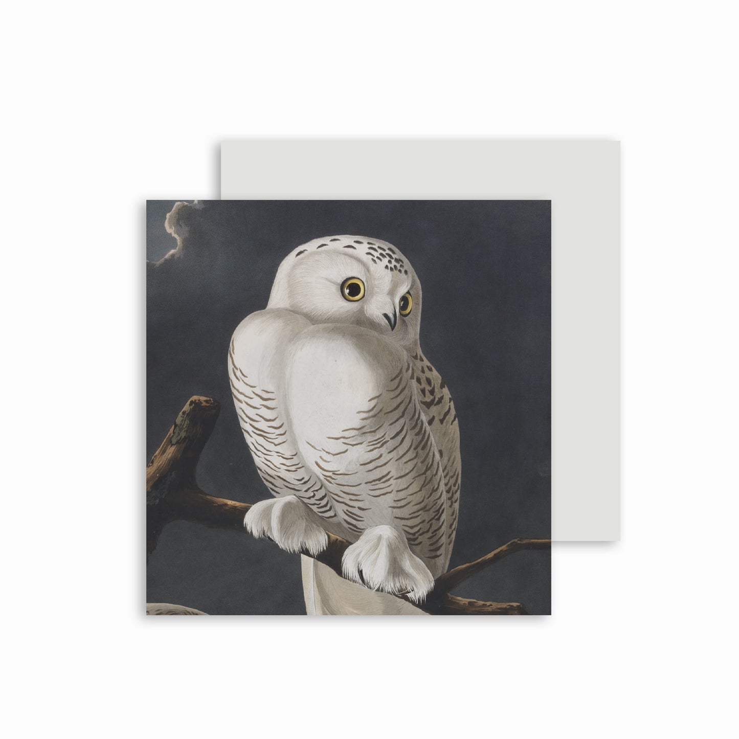 Snowy Owl - Christmas card pack