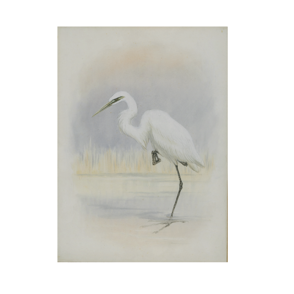 Little Egret - Christmas card pack