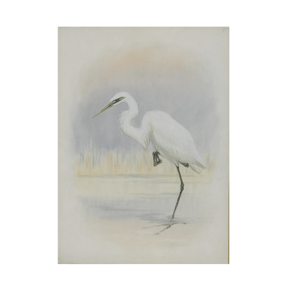 Little Egret - Christmas card pack