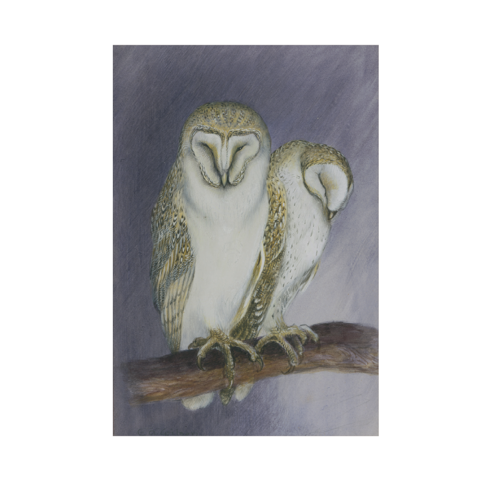 Barn Owls - Christmas card pack