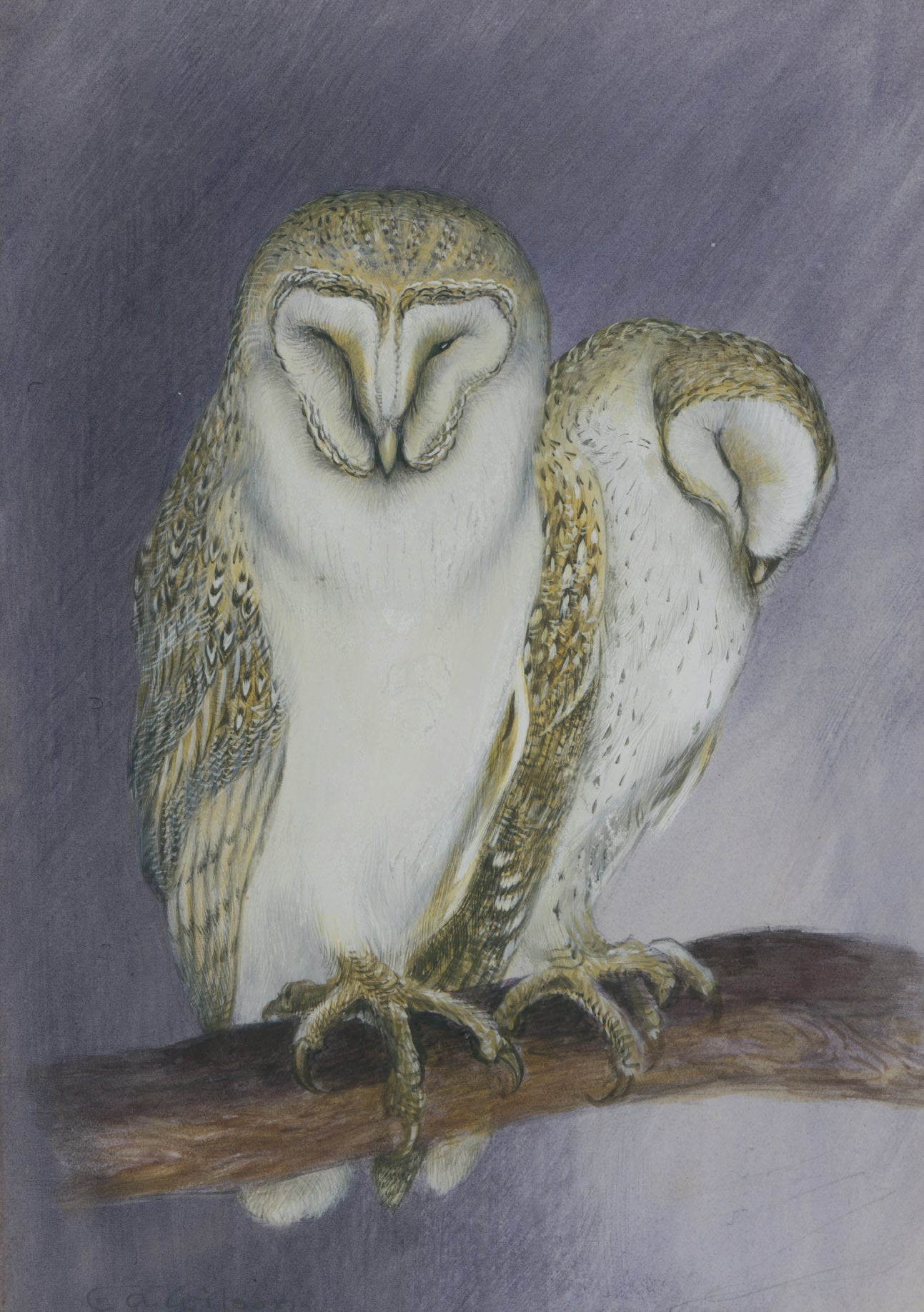 Barn Owls - Christmas card pack