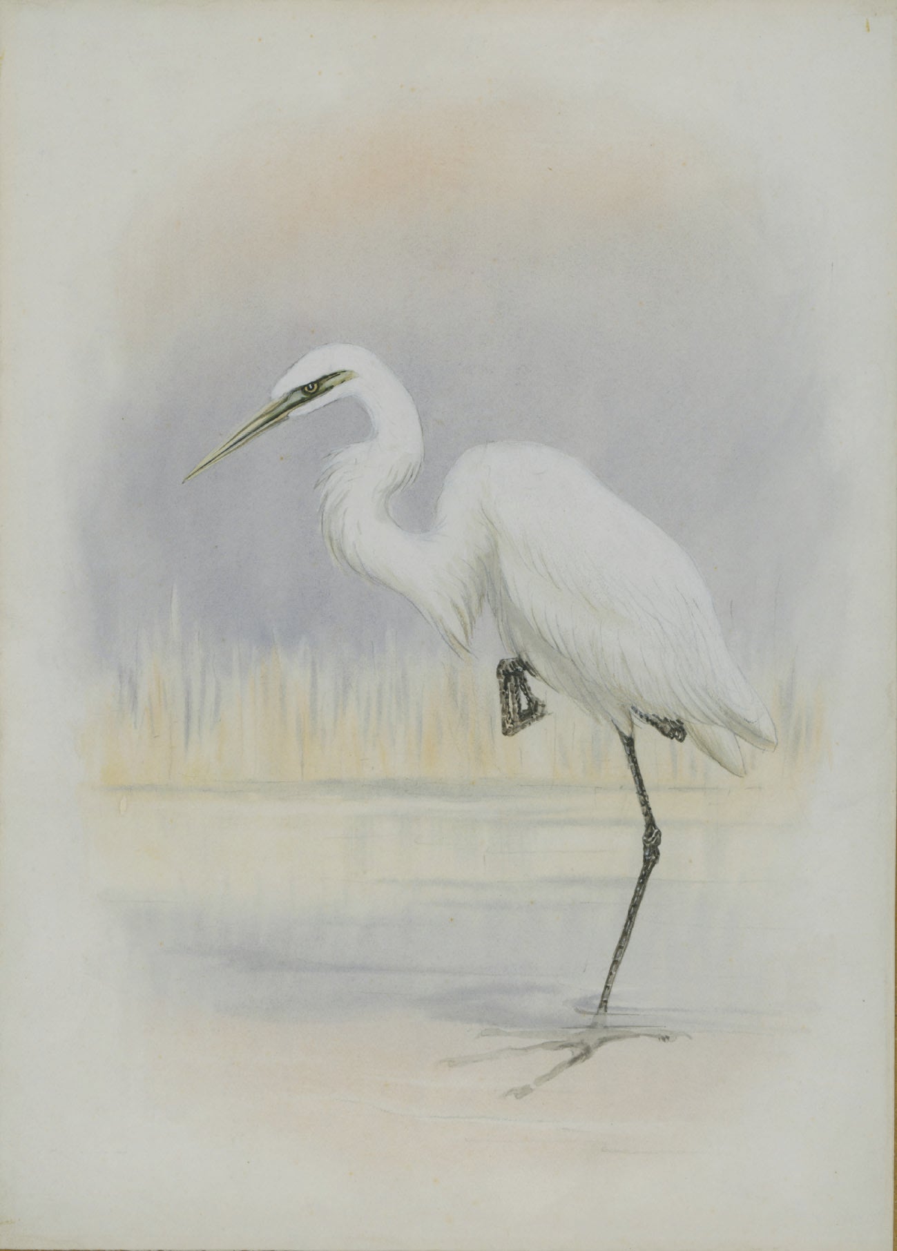 Little Egret - Christmas card pack