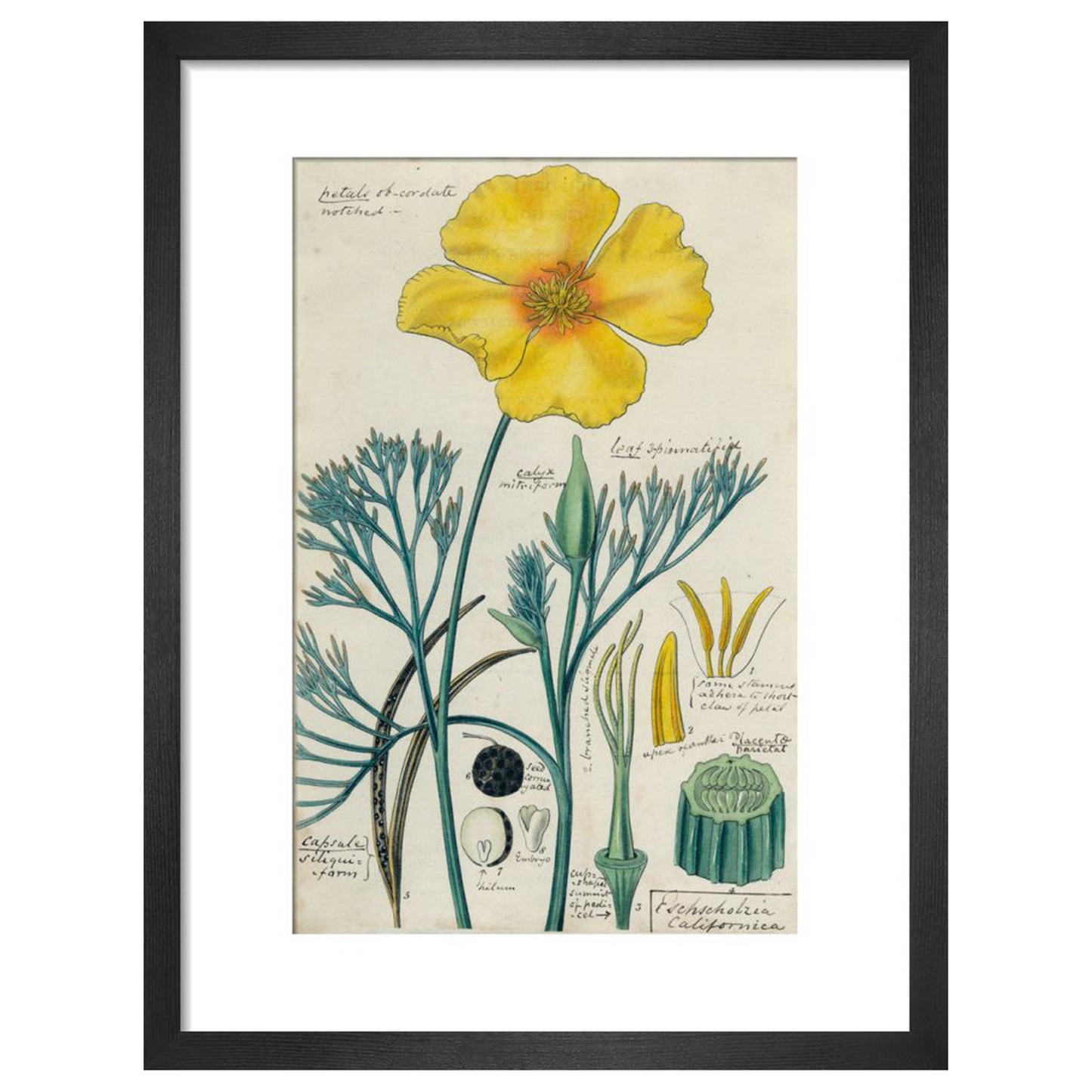 Californian Poppy - Art print