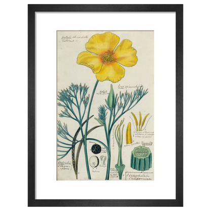 Californian Poppy - Art print