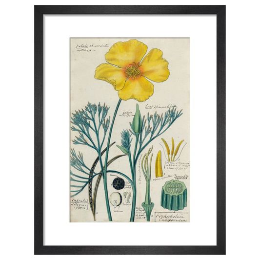 Californian Poppy - Art print