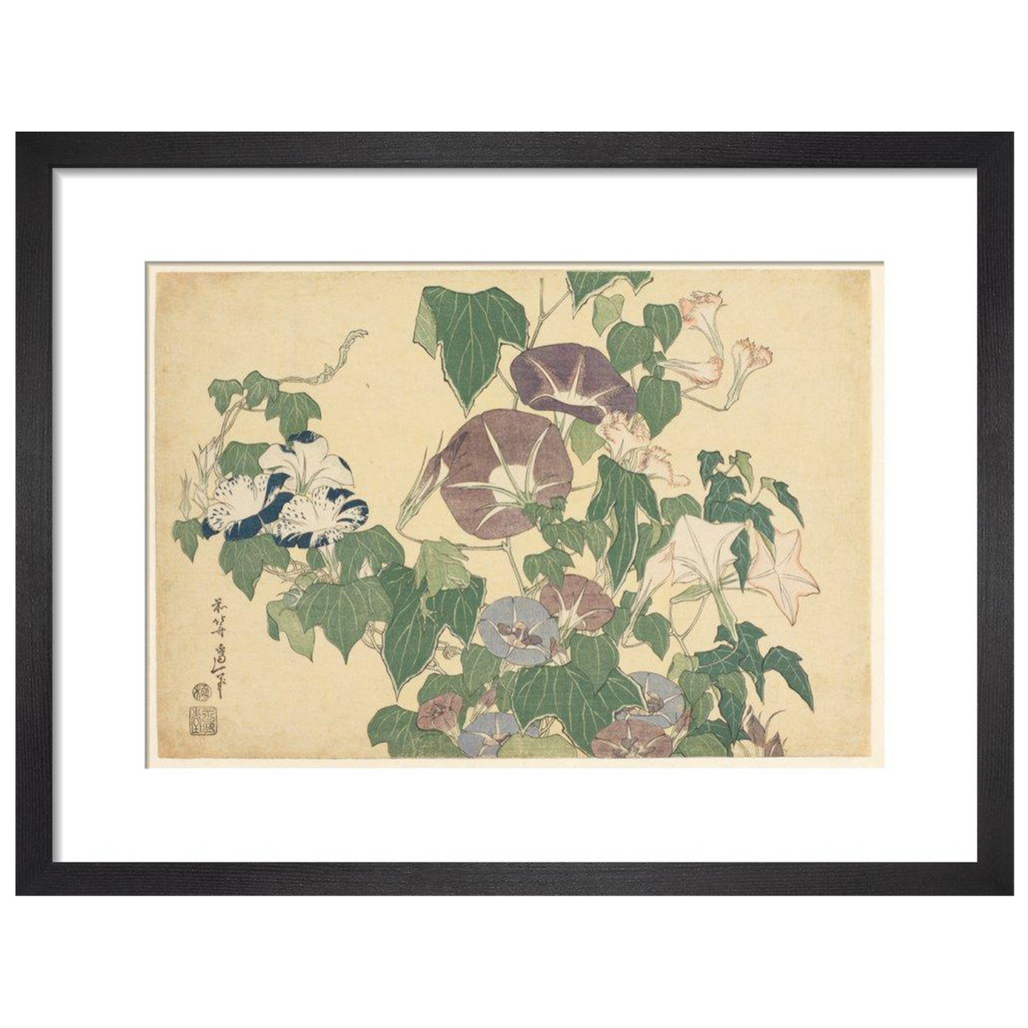 Convolvulus and Tree-Frog - Art print