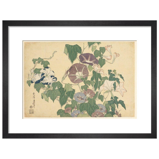 Convolvulus and Tree-Frog - Art print