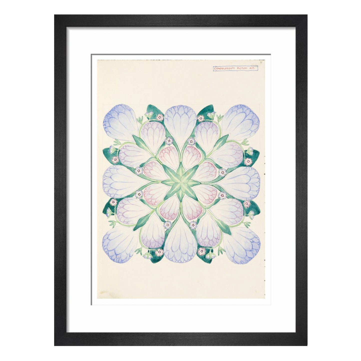 Cynoglossum - Art print