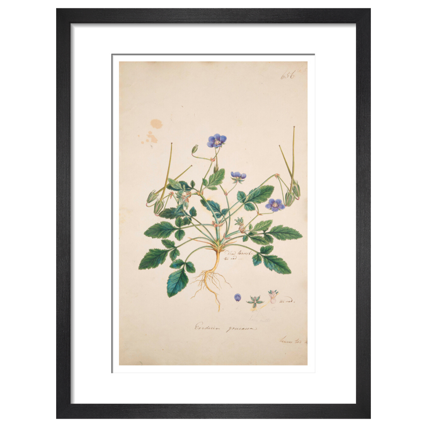 Erodium gruinum - Art print