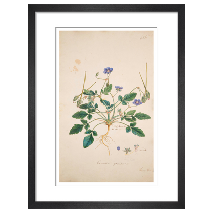 Erodium gruinum - Art print