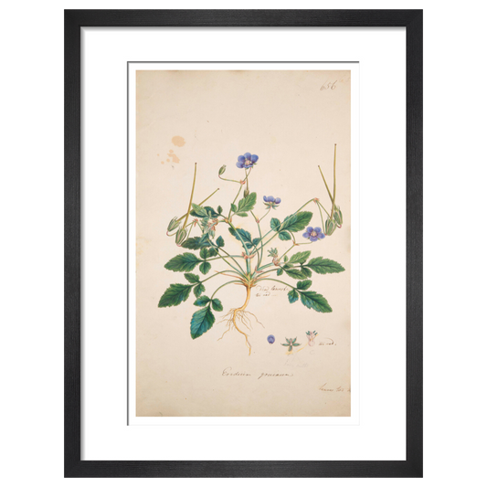 Erodium gruinum - Art print