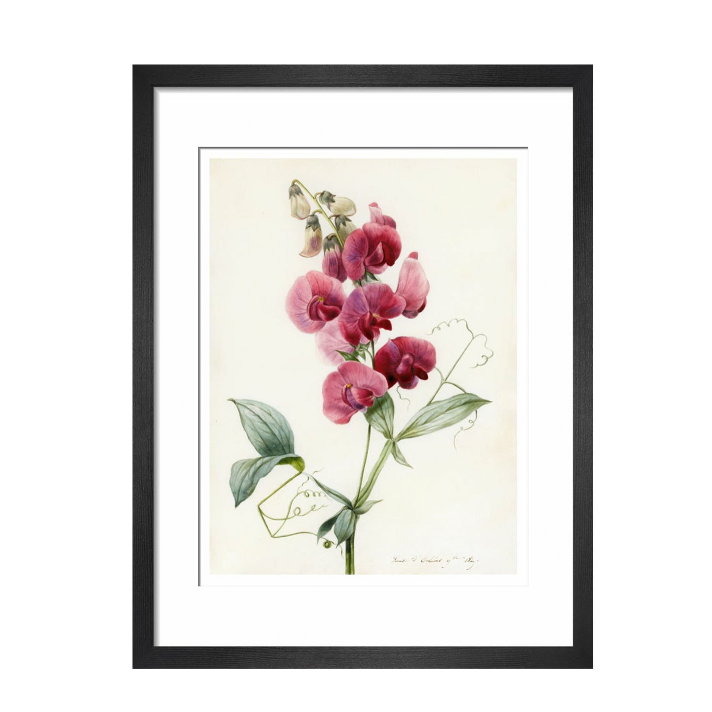 Everlasting Pea - Art print