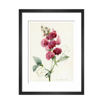 Everlasting Pea - Art print