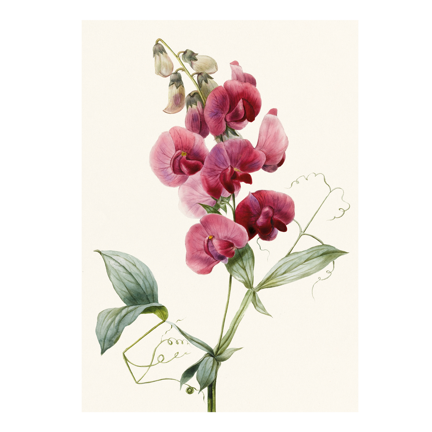 Everlasting Pea - Greeting Card
