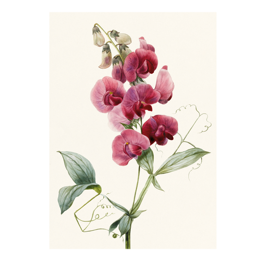 Everlasting Pea - Greeting Card