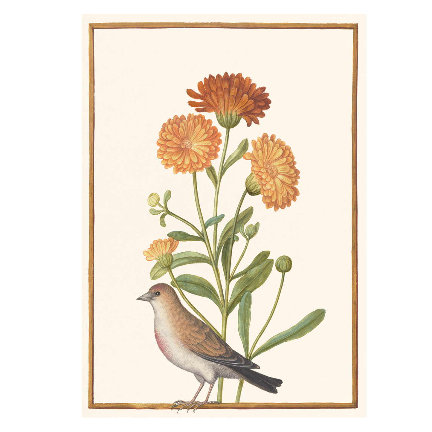 Garden Marigold and Chaffinch - Greeting card