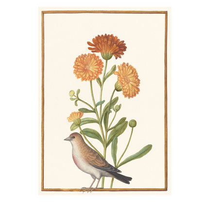 Garden Marigold and Chaffinch - Greeting card