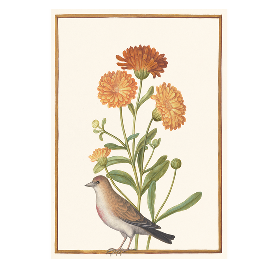 Garden Marigold and Chaffinch - Greeting card
