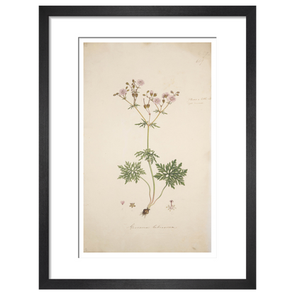 Geranium tuberosum - Art print