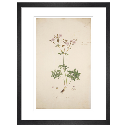 Geranium tuberosum - Art print