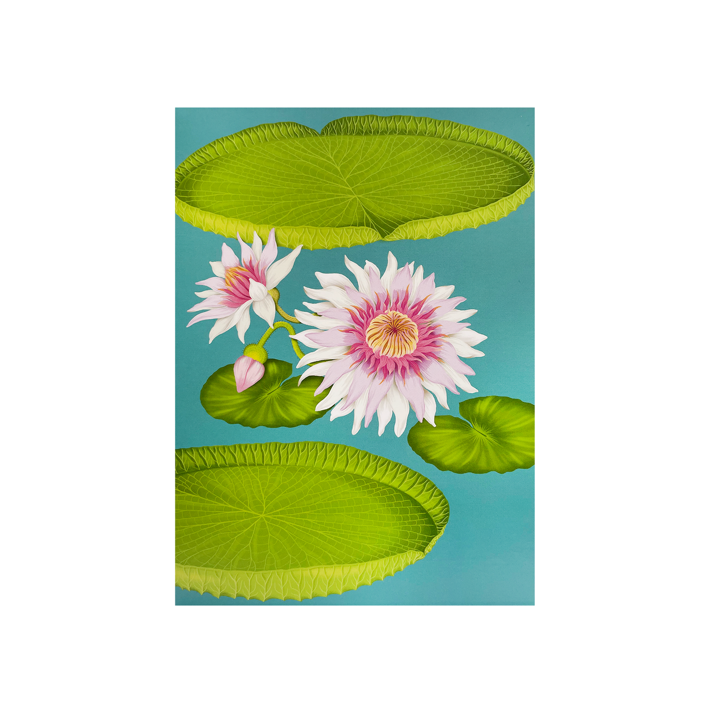 Glasshouse Range - Greeting card pack