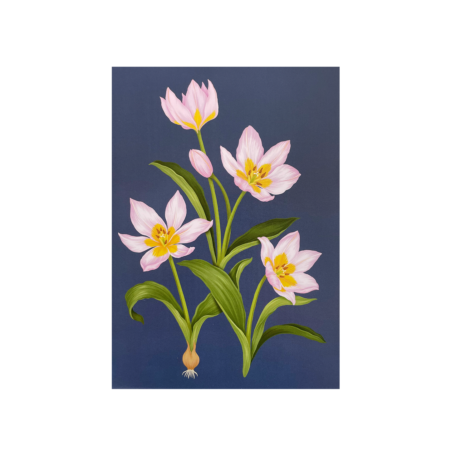 Glasshouse Range - Greeting card pack