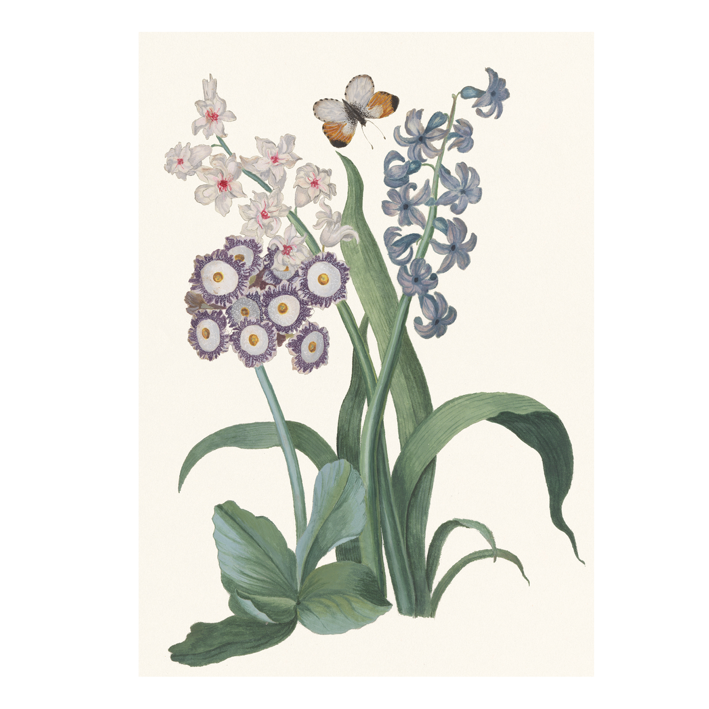 Hyacinth, Auricula, and Orange-tip Butterfly - Greeting card