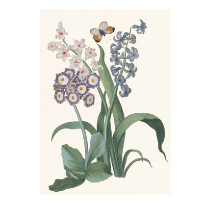 Hyacinth, Auricula, and Orange-tip Butterfly - Greeting card