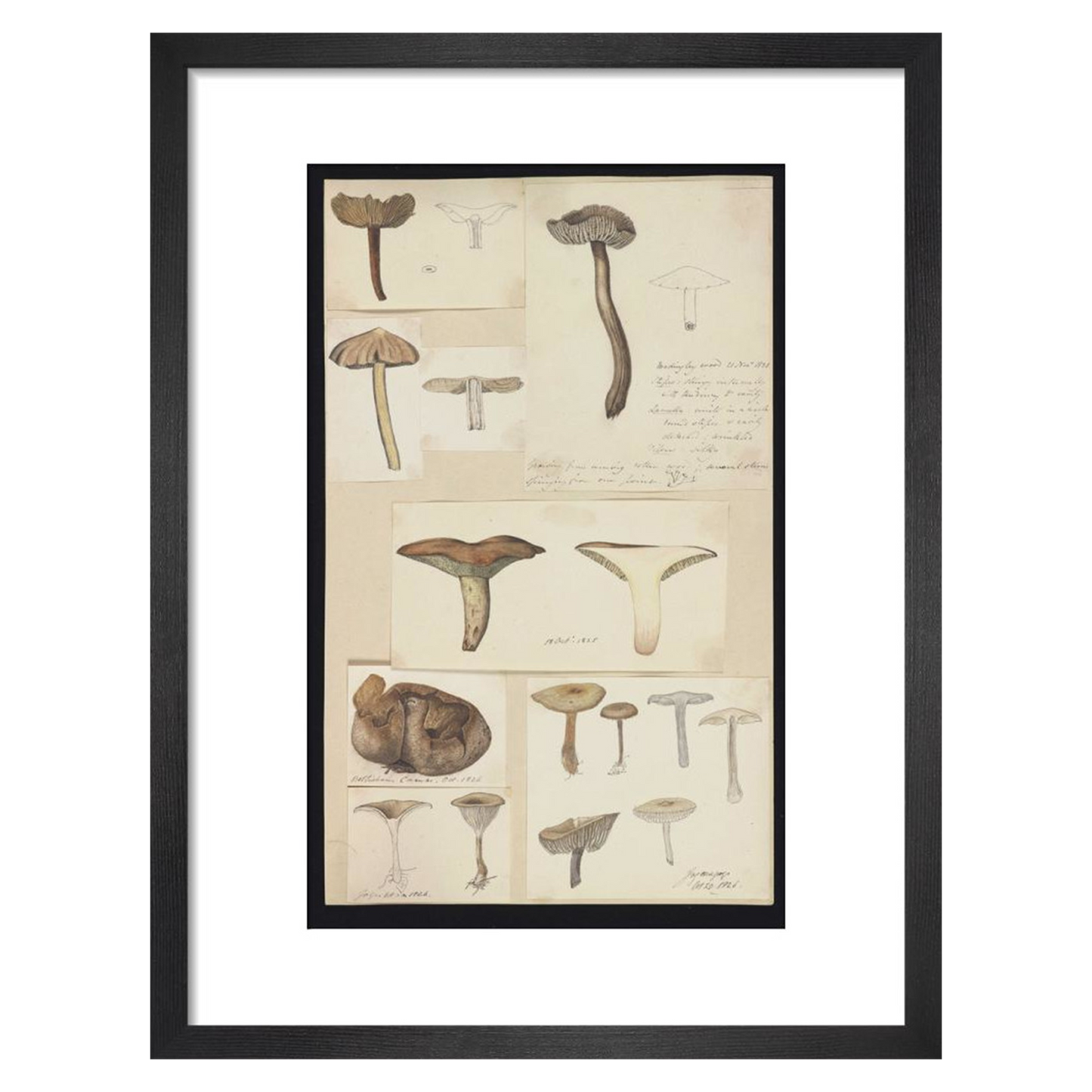 Illustrations of Fungi - Art print