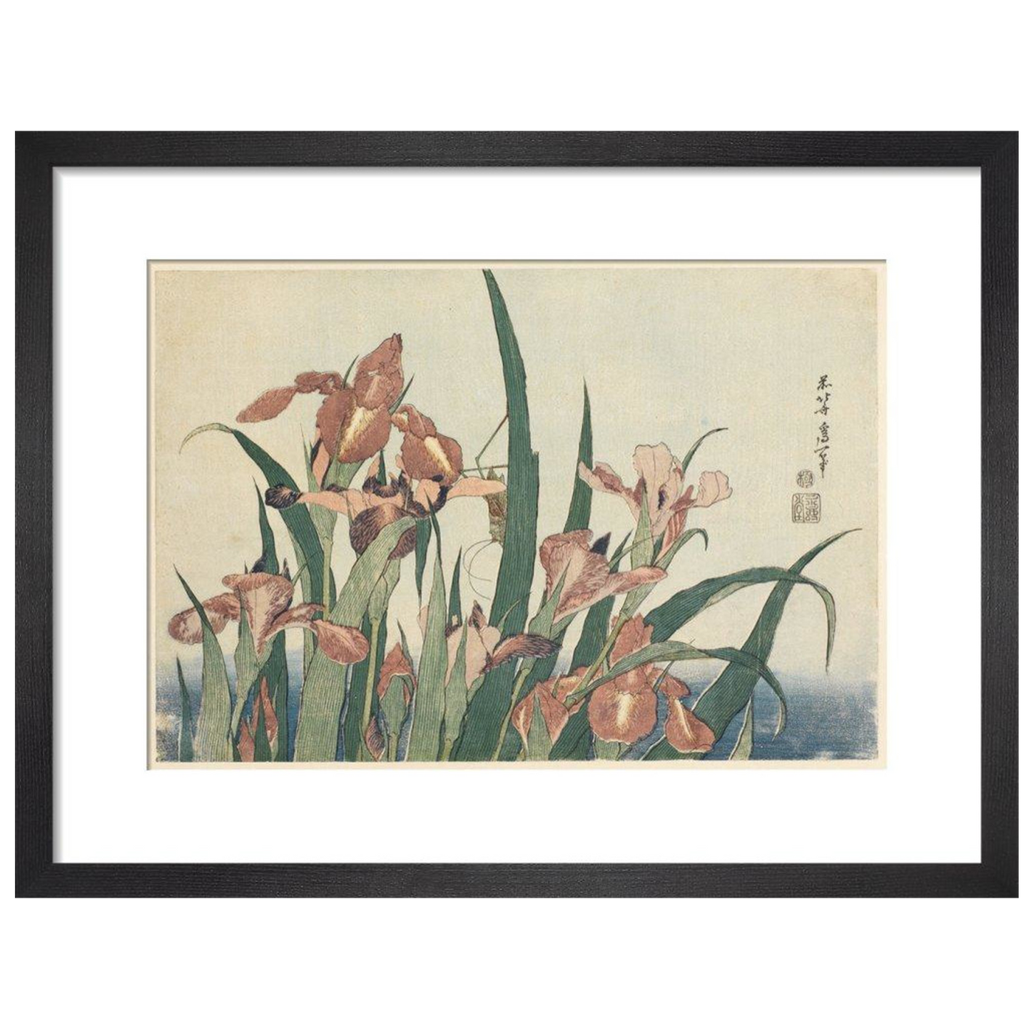 Irises and grasshopper - Art print