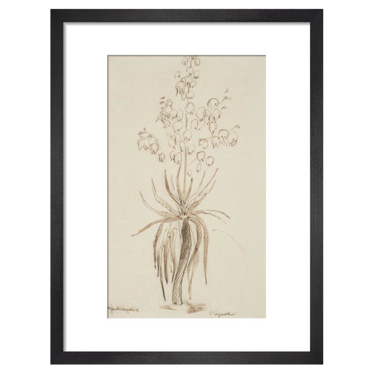 L'agave - Art print