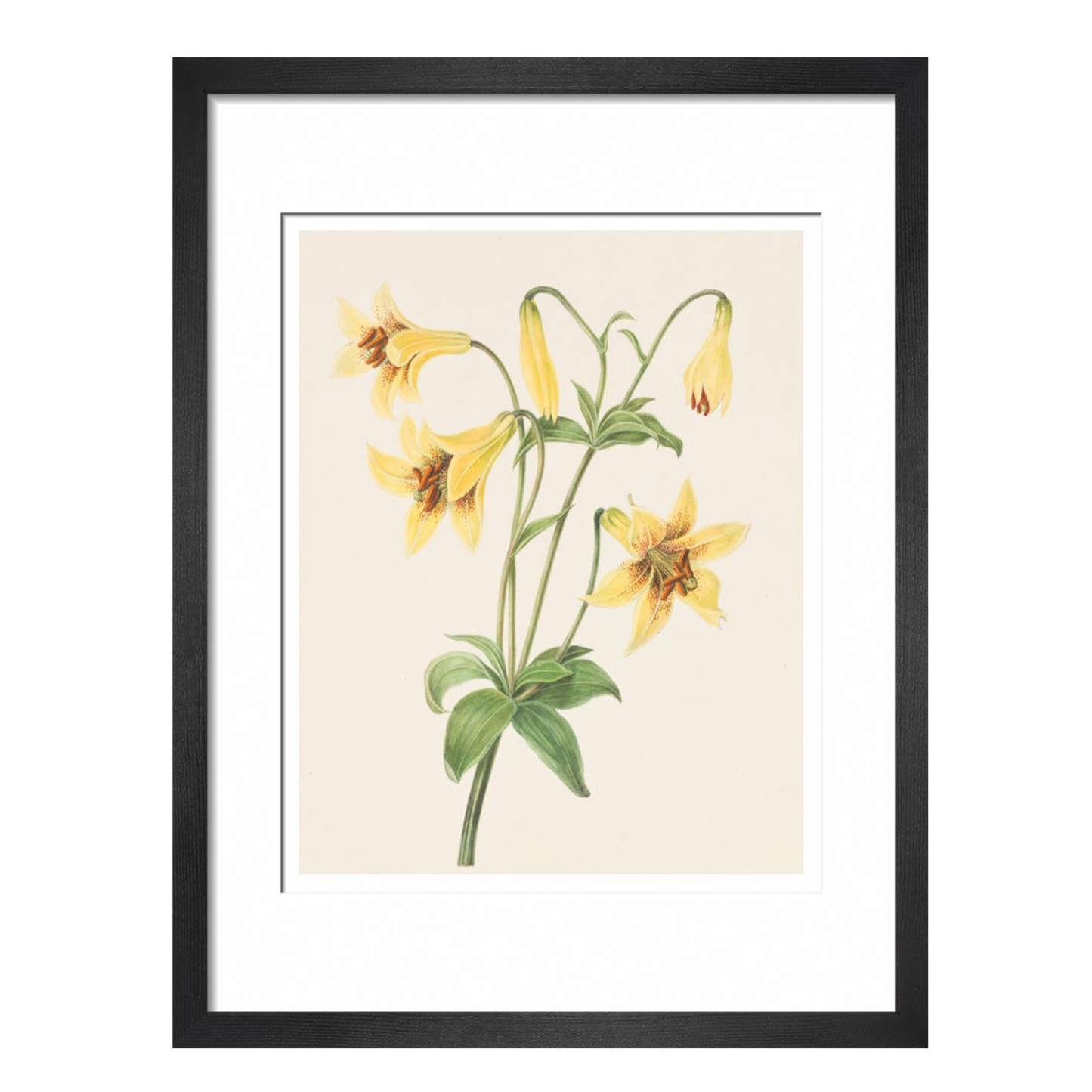 Lily - Art print