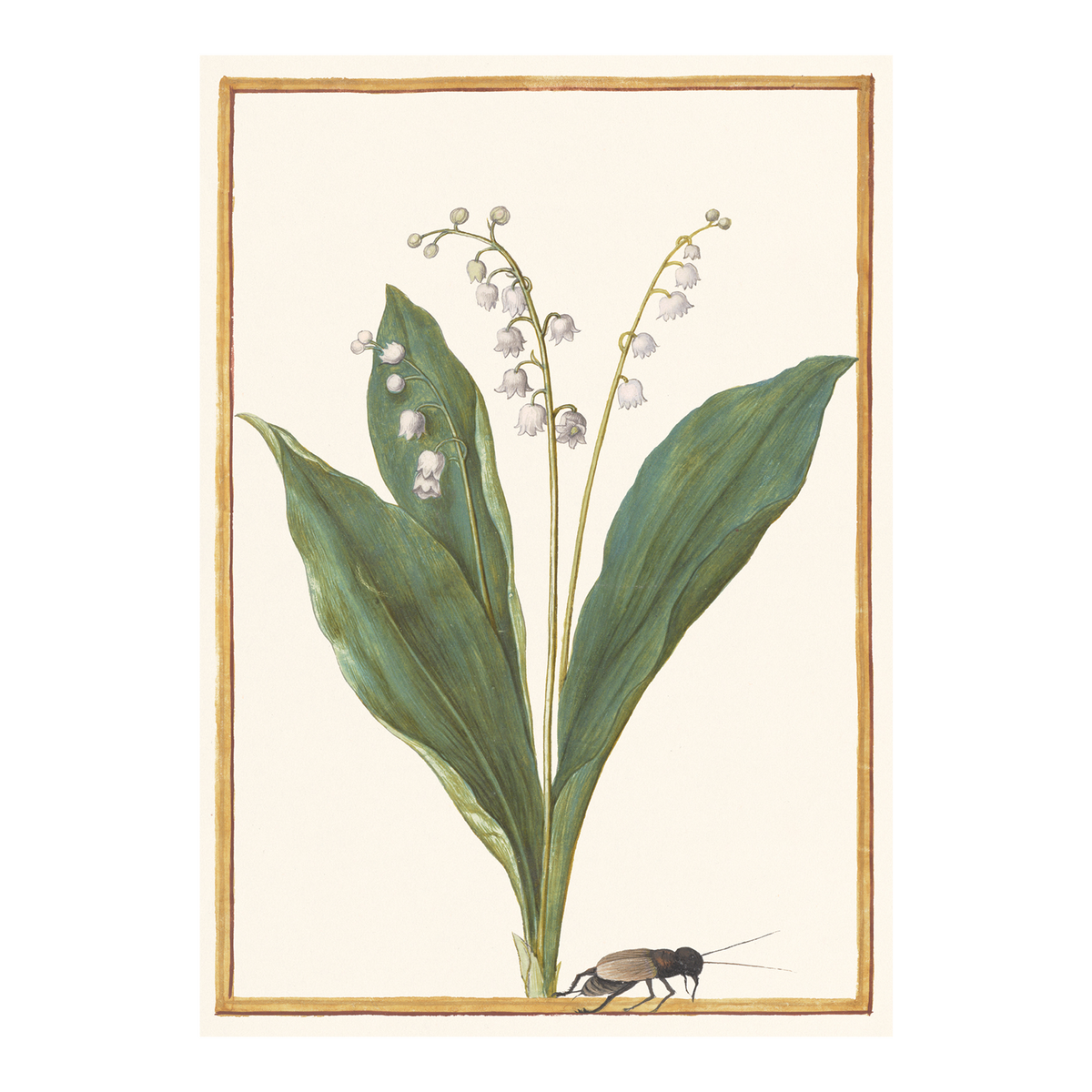 Lily of the Valley - Greeting card