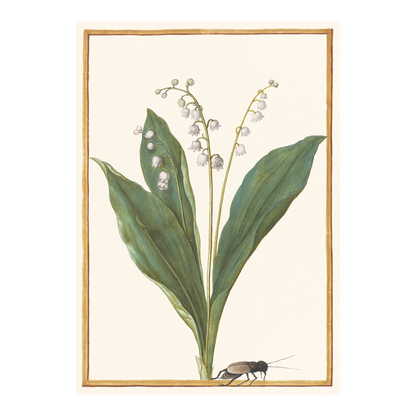 Lily of the Valley - Greeting card