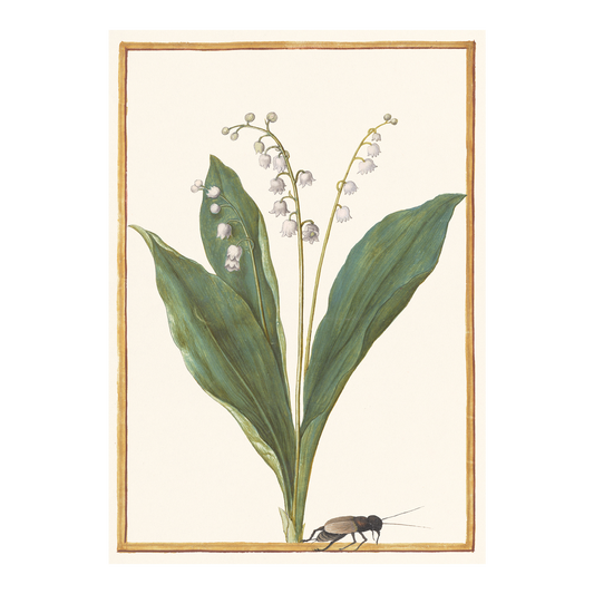 Lily of the Valley - Greeting card