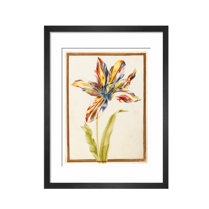 A multicoloured 'broken' tulip - Art print