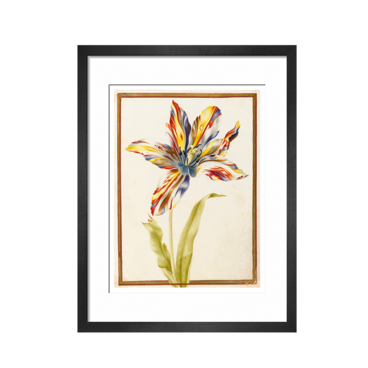 A multicoloured 'broken' tulip - Art print