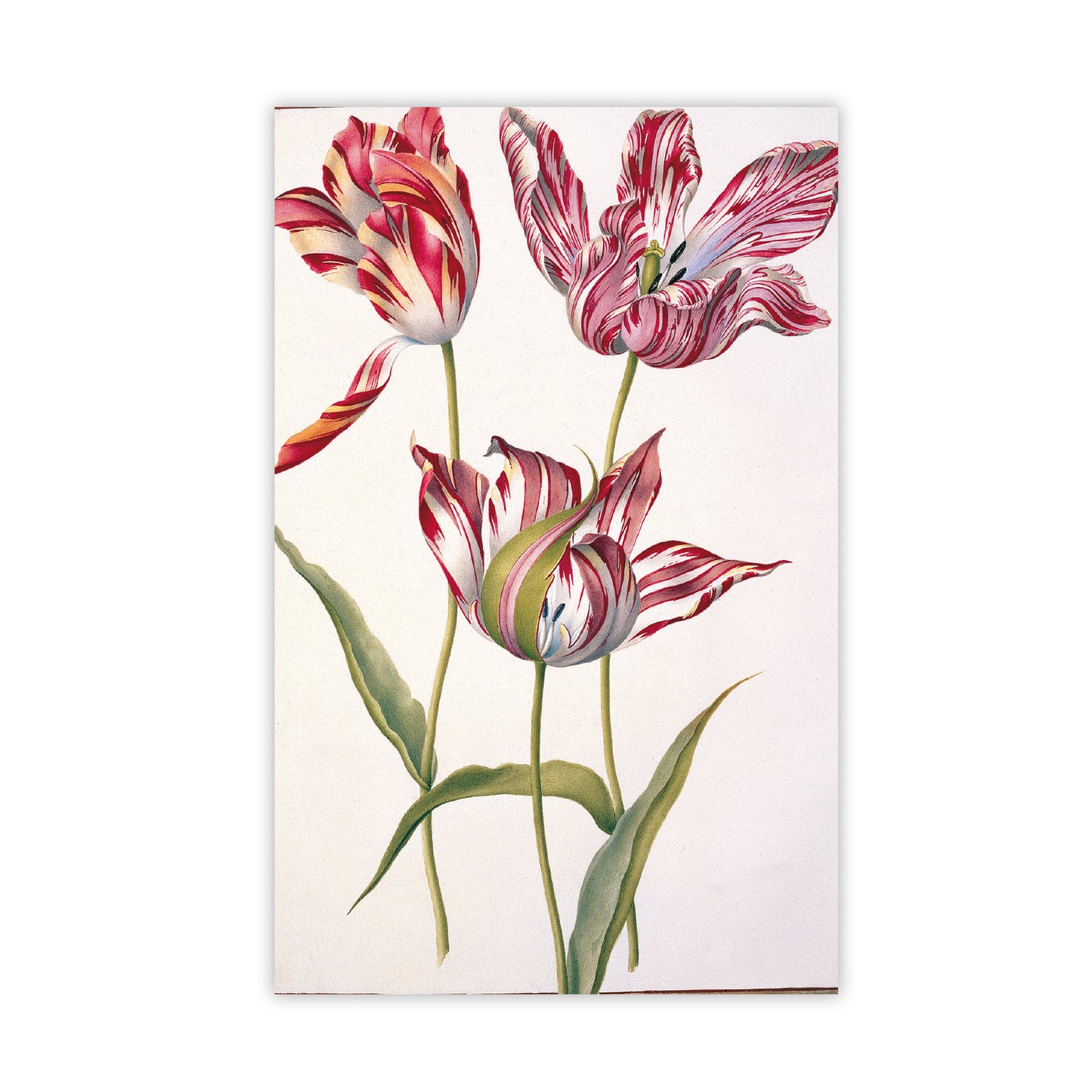 Tulips - Notecard pack