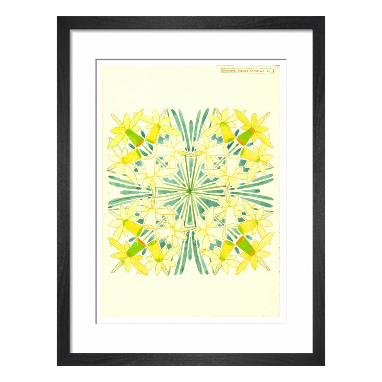 Narcissus - Art print