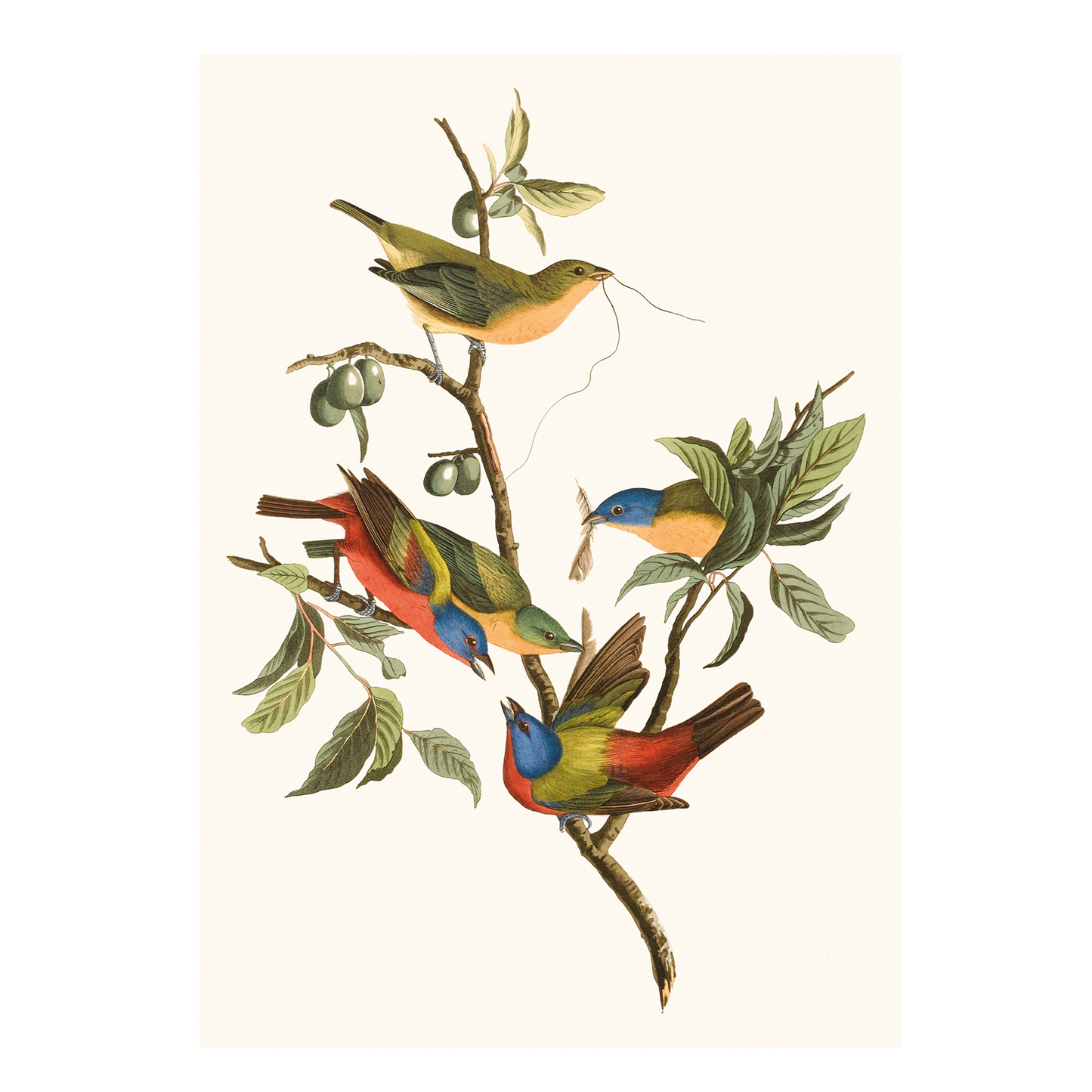 Painted Bunting - Greeting card