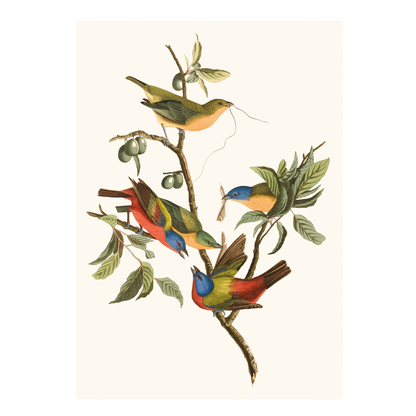 Painted Bunting - Greeting card