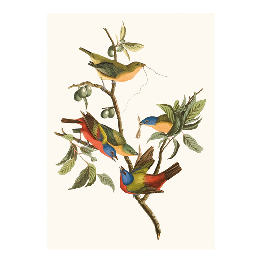 Painted Bunting - Greeting card