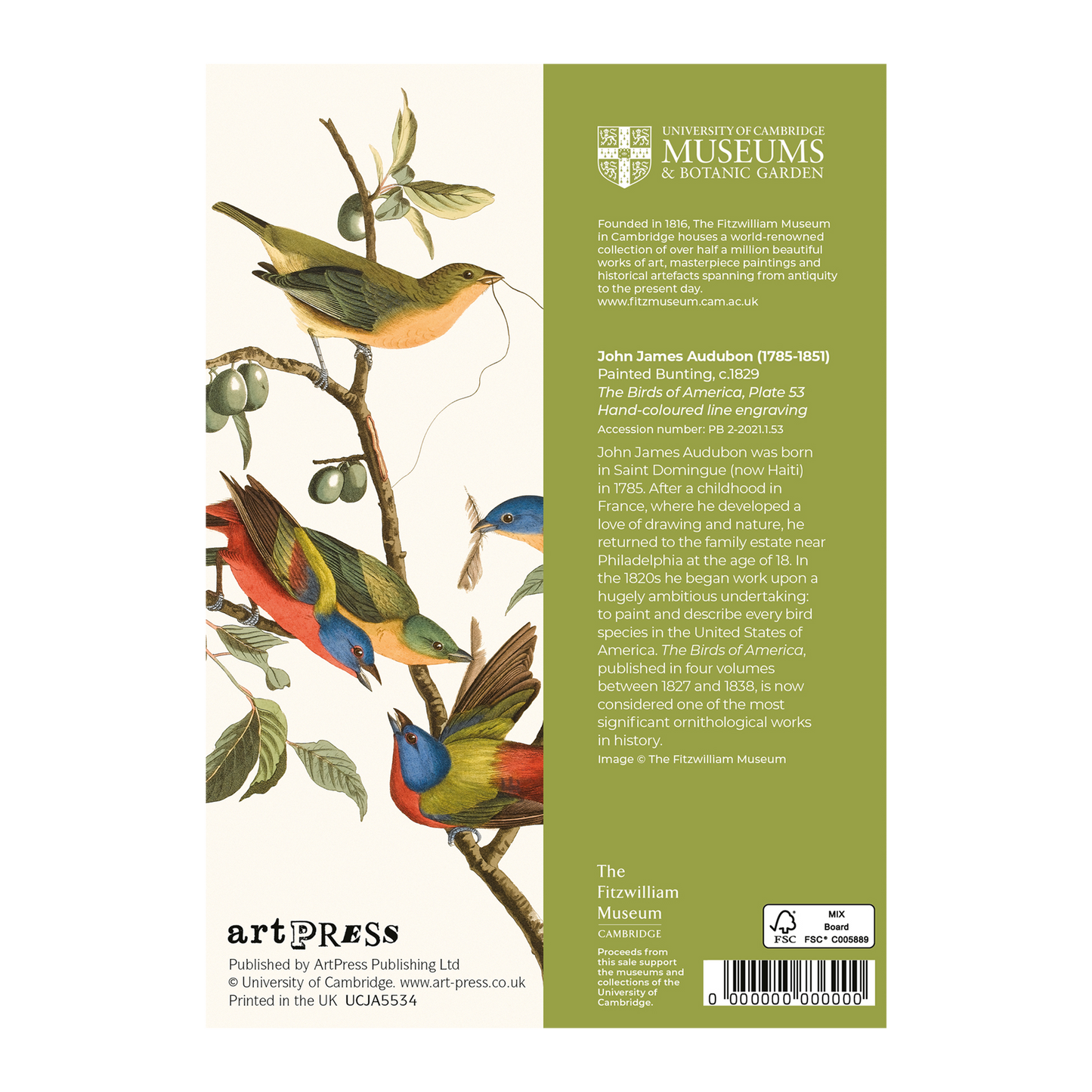Painted Bunting - Greeting card
