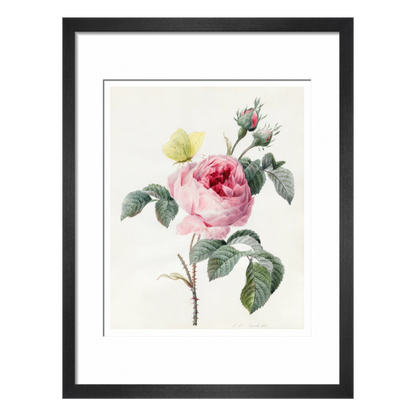 Pink rose and buds with Yellow Brimstone butterfly - Art print