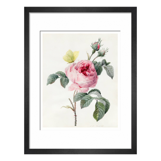 Pink rose and buds with Yellow Brimstone butterfly - Art print