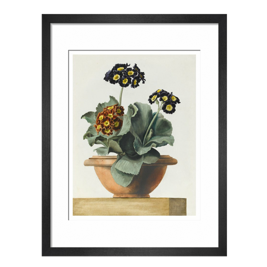 Potted Primula - Art print