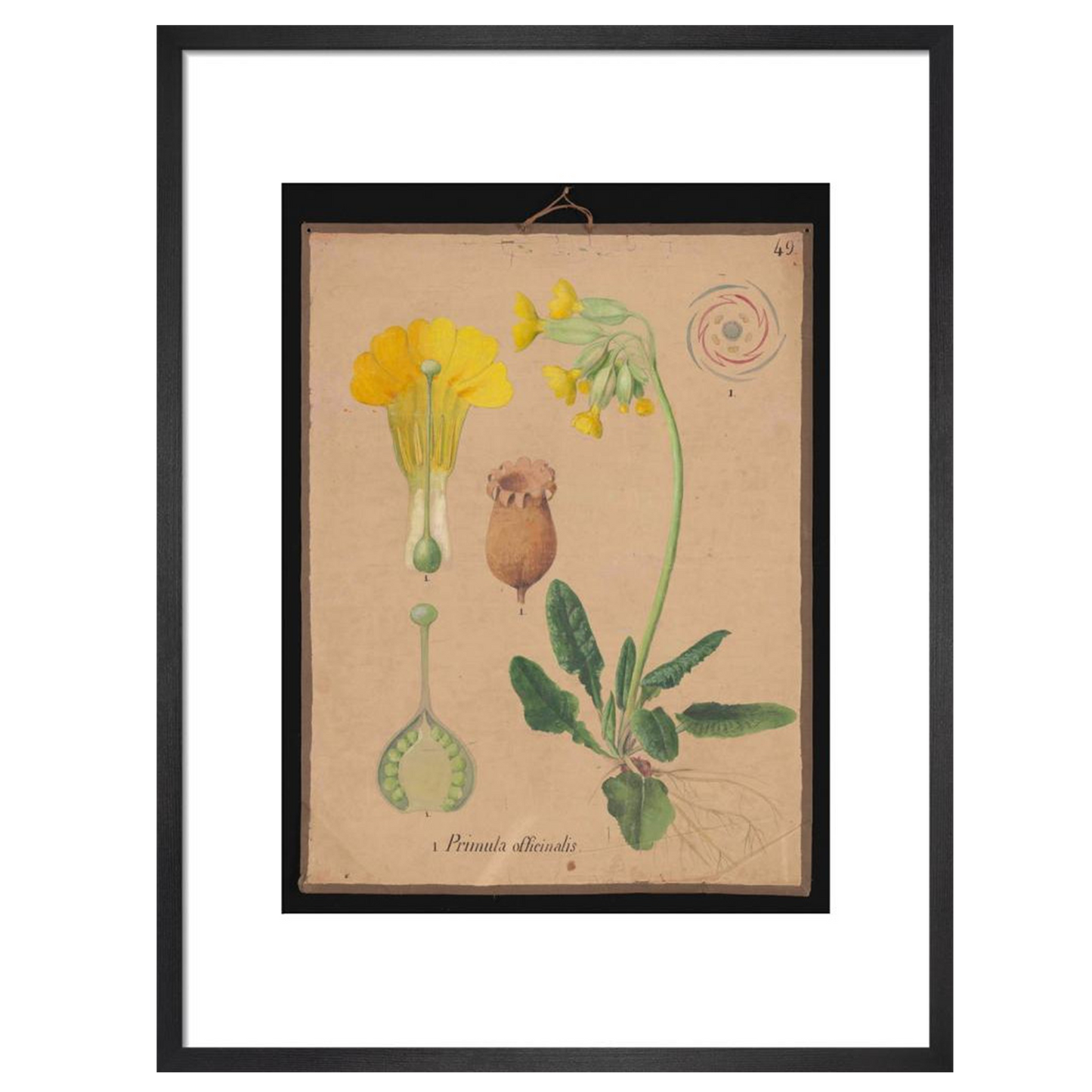 Primula Officianalis / Cowslip - Art print