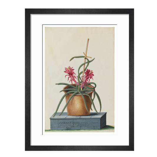 Rat's Tail Cactus - Art print